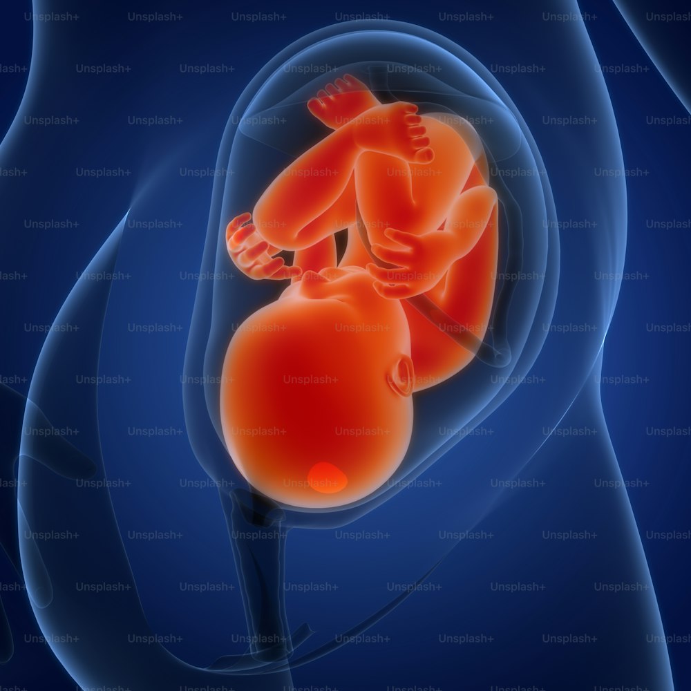 Concepto de ilustración 3D del bebé del feto humano en la anatomía del útero