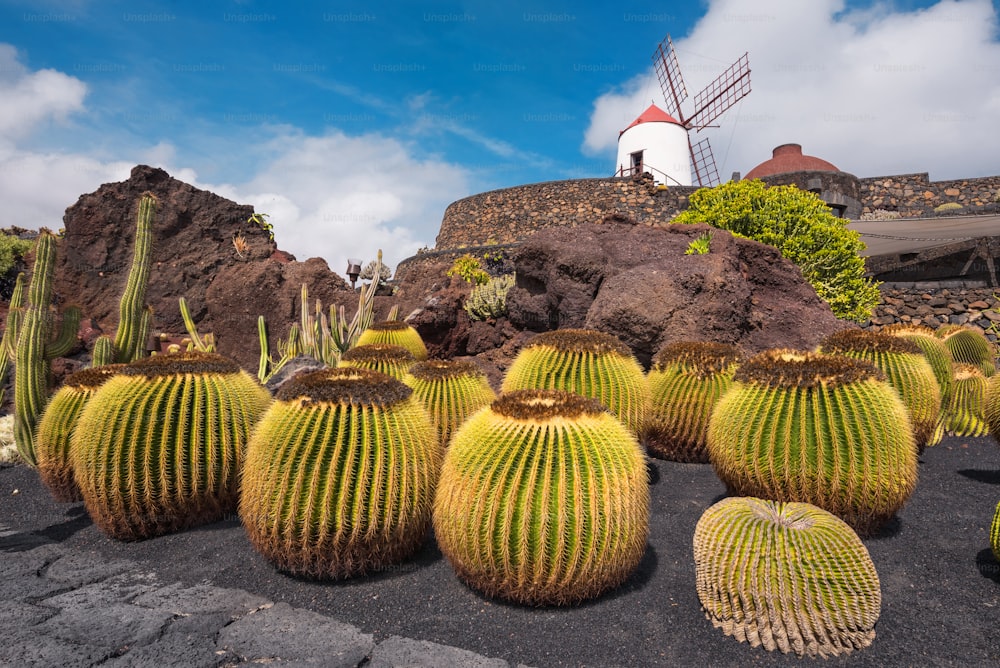 Hermoso jardín de cactus tropicales en Guatiza, Lanzarote, Islas Canarias, España.