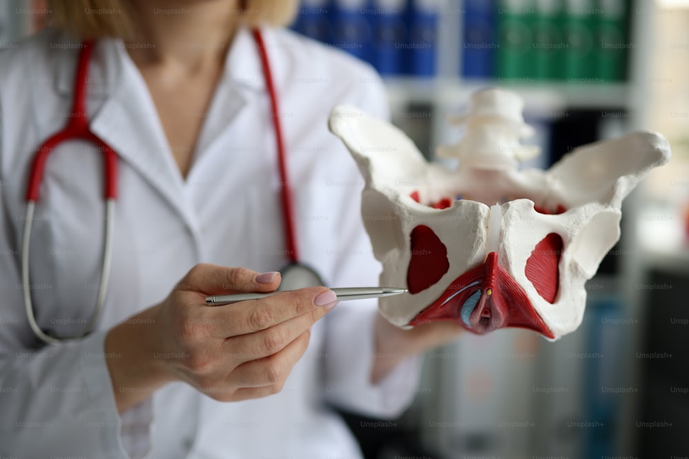 婦人科医のクローズアップで、筋肉を持つ女性の骨盤内臓器のモデルが映し出されています。女性の健康、妊娠計画、病理学