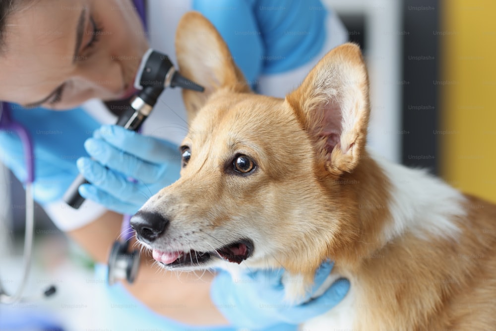 Veterinarian doctor listens to dog ear with an otoscope in veterinary clinic. Ear disease and hearing test in animals concept