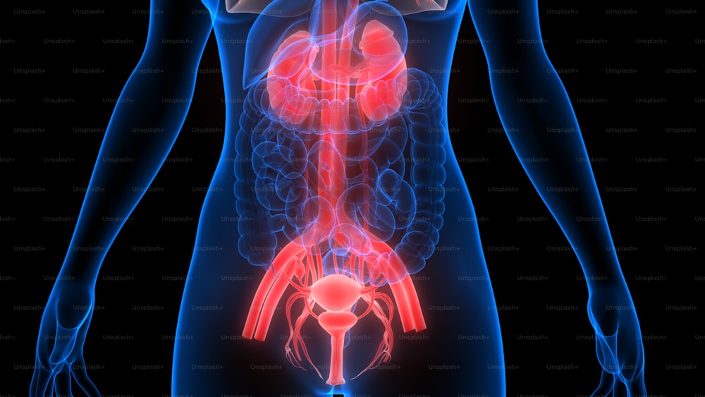 3D Illustration Concept of Female Reproductive System with Nervous System and Urinary Bladder Anatomy