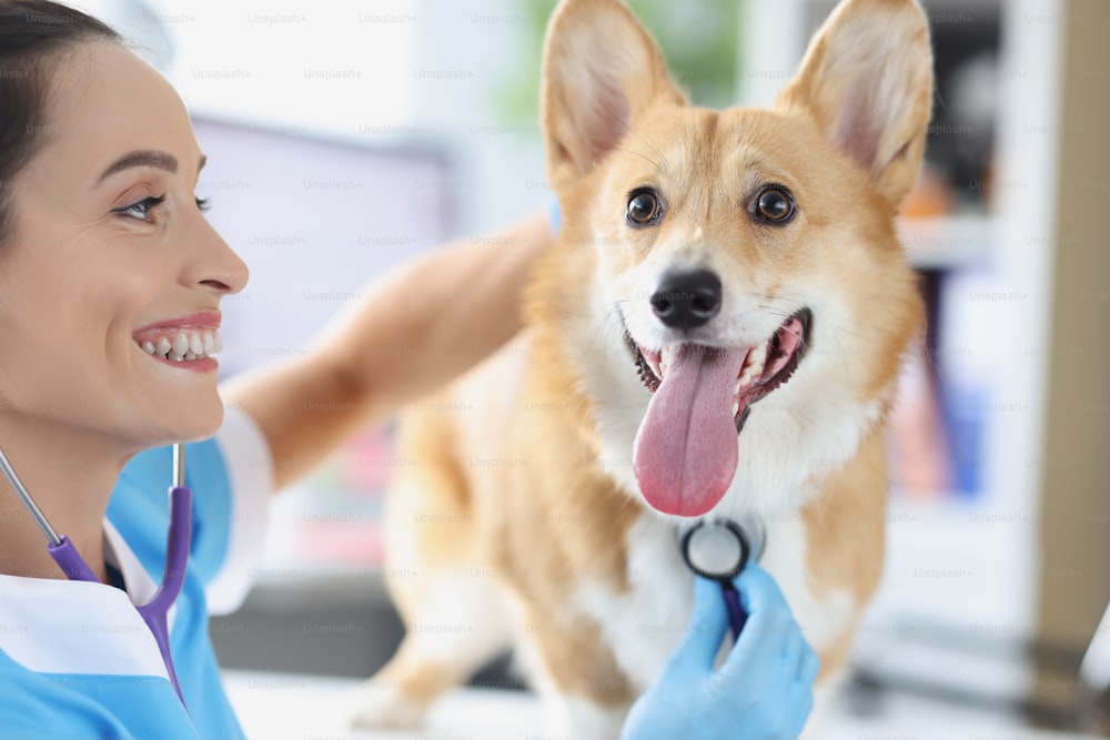 Woman veterinarian listening with stethoscope to pedigree dog with tongue sticking out. Medical care for dogs concept