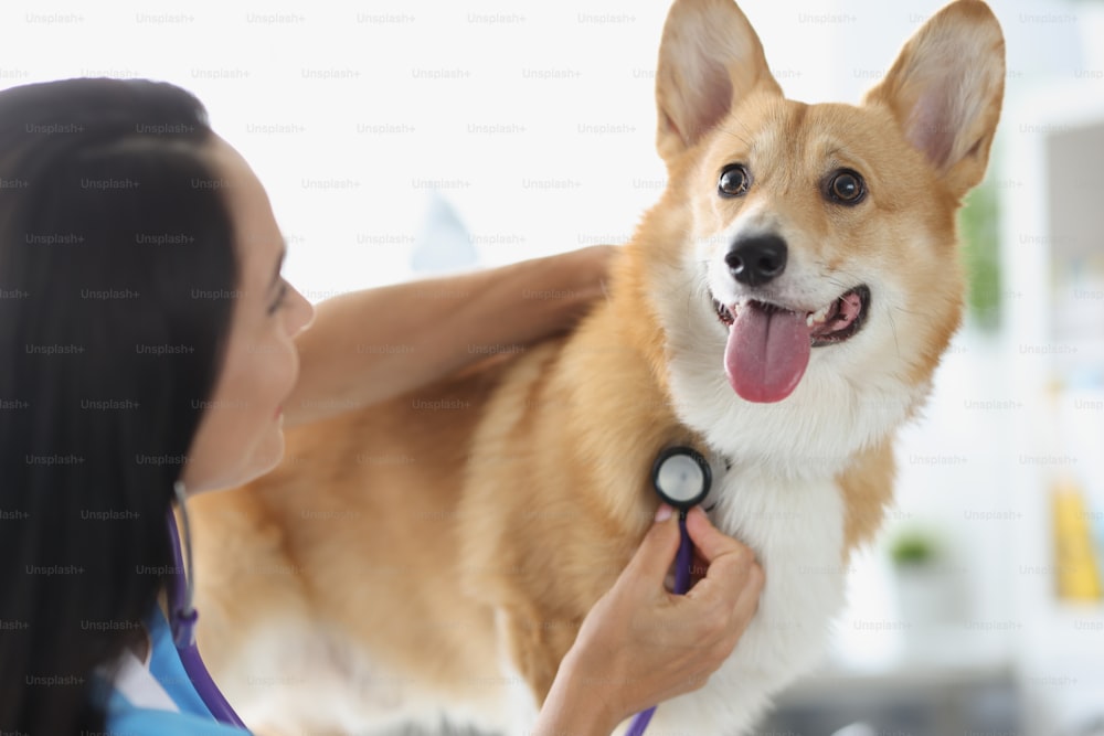 Médico veterinário ouve cão doente com estetoscópio. Preparando seu cão para um conceito de check-up veterinário