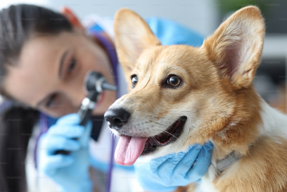 Veterinarian examines dog ears with otoscope. Hearing impairment in animals concept