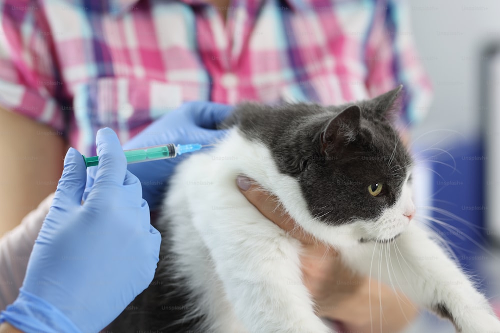 Veterinarian doctor gives an injection to cat. Pet vaccination concept