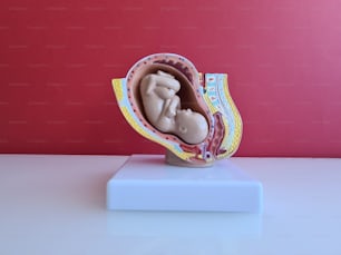 Development of Embryo model fetus for classroom education concept