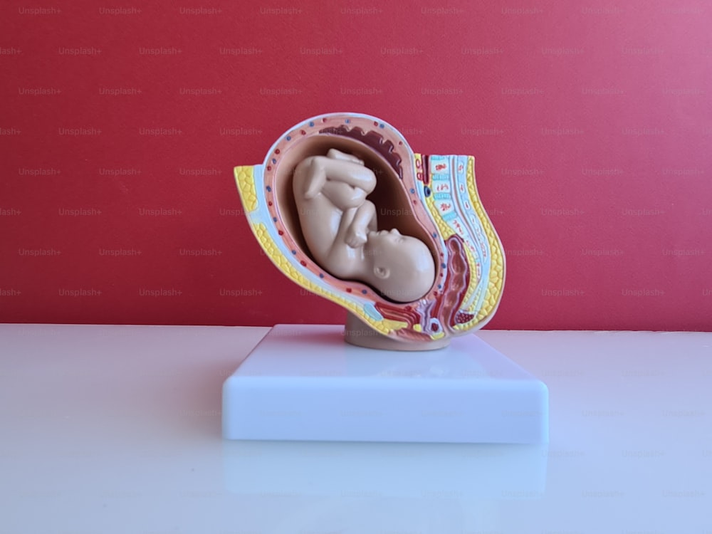 Desarrollo del feto modelo embrionario para el concepto de educación en el aula