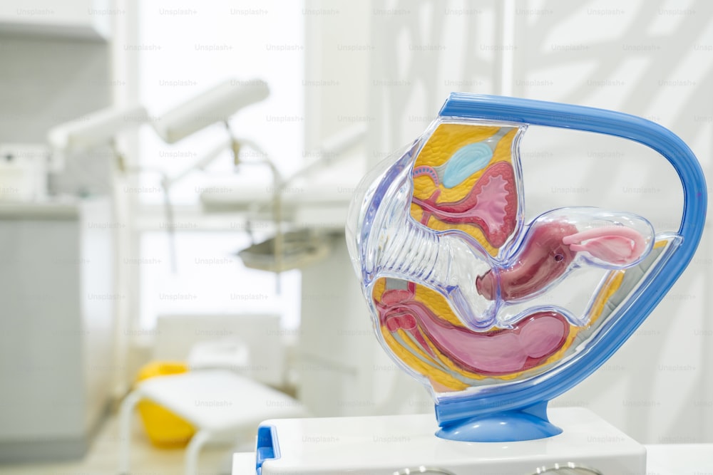 Anatomía del útero, las trompas de Falopio y los ovarios en un ejemplo de modelo anatómico de órgano genital femenino. Concepto para el estudio de la anatomía del útero y los apéndices, ilustración del sistema reproductor femenino
