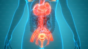 Concetto di illustrazione 3D del sistema riproduttivo femminile con il sistema nervoso e l'anatomia della vescica urinaria