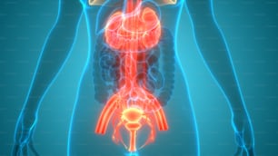 3D Illustration Concept of Female Reproductive System with Nervous System and Urinary Bladder Anatomy