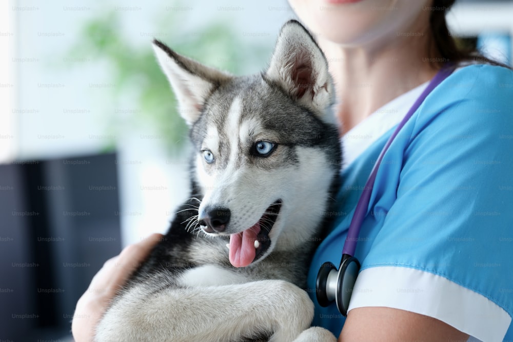 Veterinarian holding purebred dog mini husky in his arms in clinic. Prophylactic vaccination of pets concept