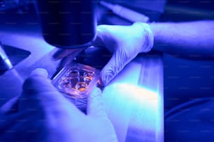 Mani di un operatore di laboratorio medico che dirigono la lente obiettiva del microscopio su piastra di Petri, studiando le cellule staminali per escludere mutazioni e anomalie