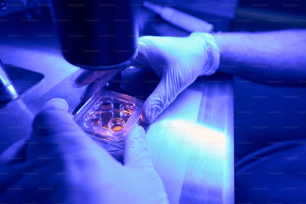 Hands of medical laboratory worker directing the objective lens of microscope to petri dish, studying stem cells in order to exclude mutations and abnormalities