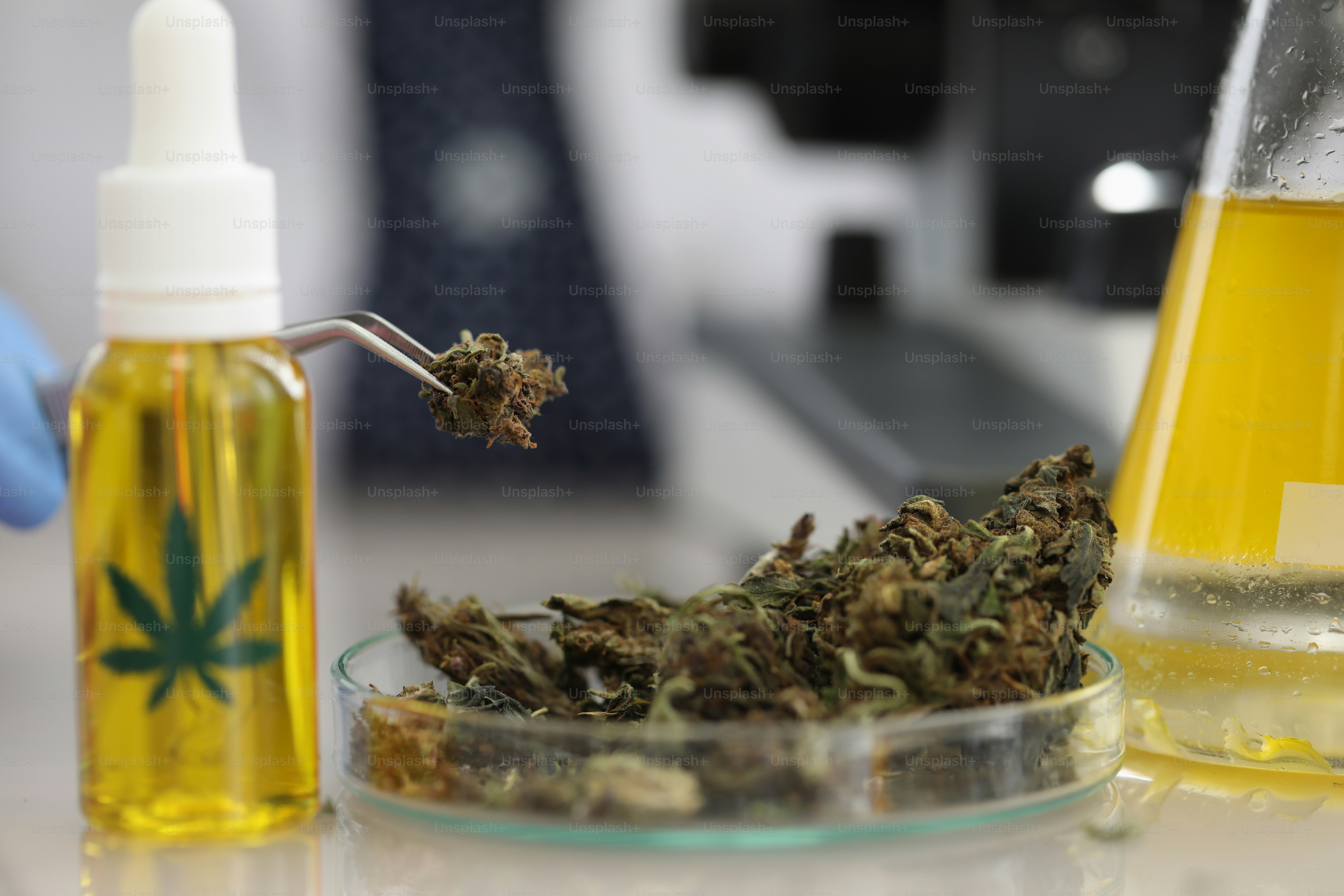 Close-up of worker take a bit of marijuana with tweezer for further investigation. Bottle with extract oil of hemp with leaf sign. Science, health concept