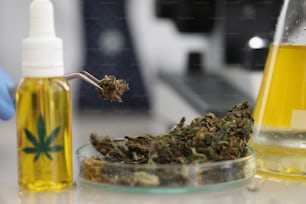 Close-up of worker take a bit of marijuana with tweezer for further investigation. Bottle with extract oil of hemp with leaf sign. Science, health concept