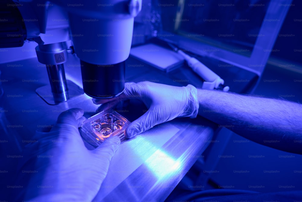 Science laboratory worker researching human stem cells in cell culture dish under microscope in lab with ultraviolet light