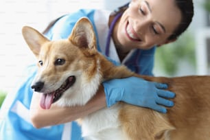 Smiling female veterinarian stroking dog at medical appointment. Veterinarian services