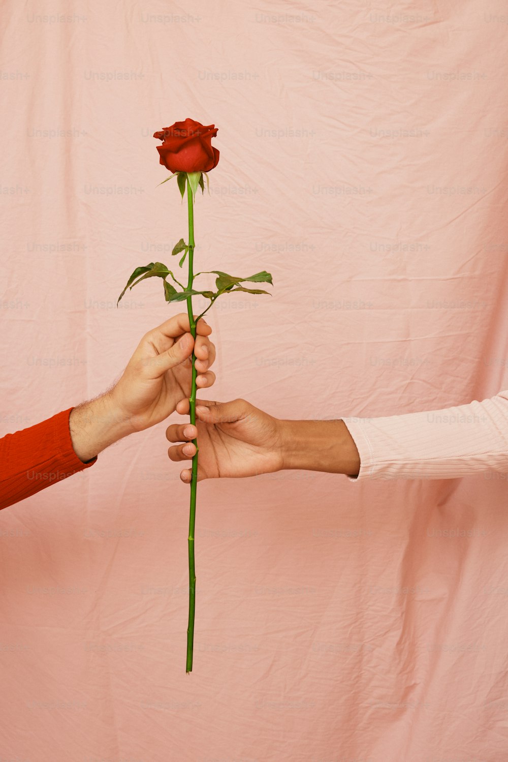 zwei Hände, die eine einzelne rote Rose vor rosa Hintergrund halten