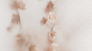 a blurry photo of flowers on a white background