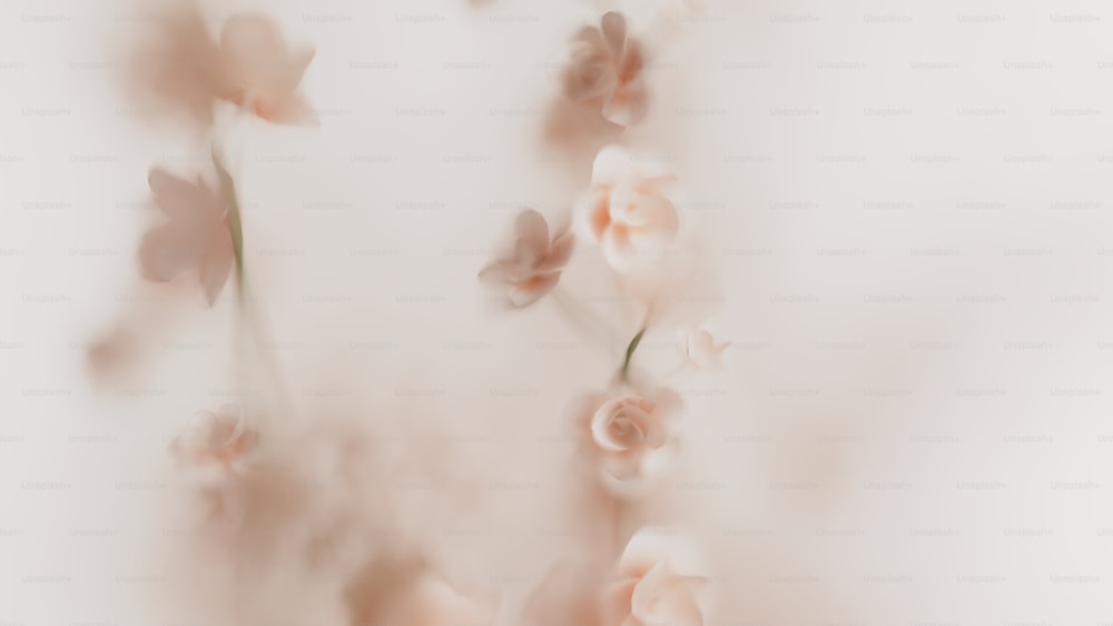 ein verschwommenes Foto von Blumen auf weißem Hintergrund