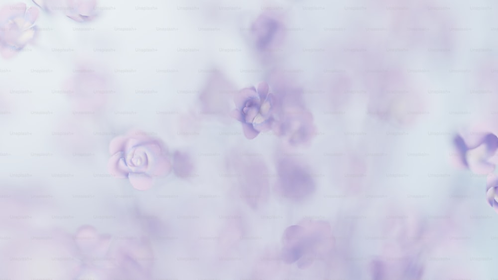 una foto borrosa de flores púrpuras sobre un fondo blanco