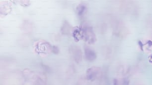 una foto sfocata di fiori viola su sfondo bianco
