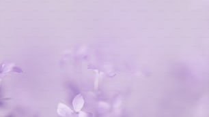 Ein verschwommenes Foto von lila Blumen auf einem Feld