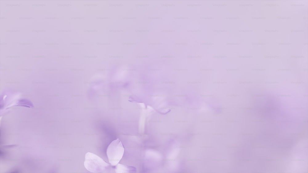 una foto sfocata di fiori viola in un campo