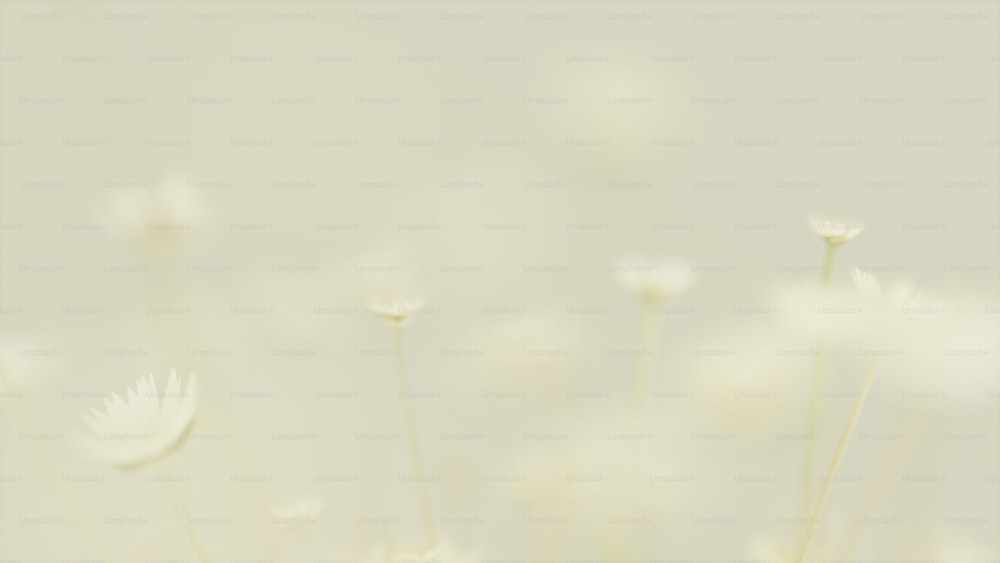 Un primer plano de un ramo de flores blancas