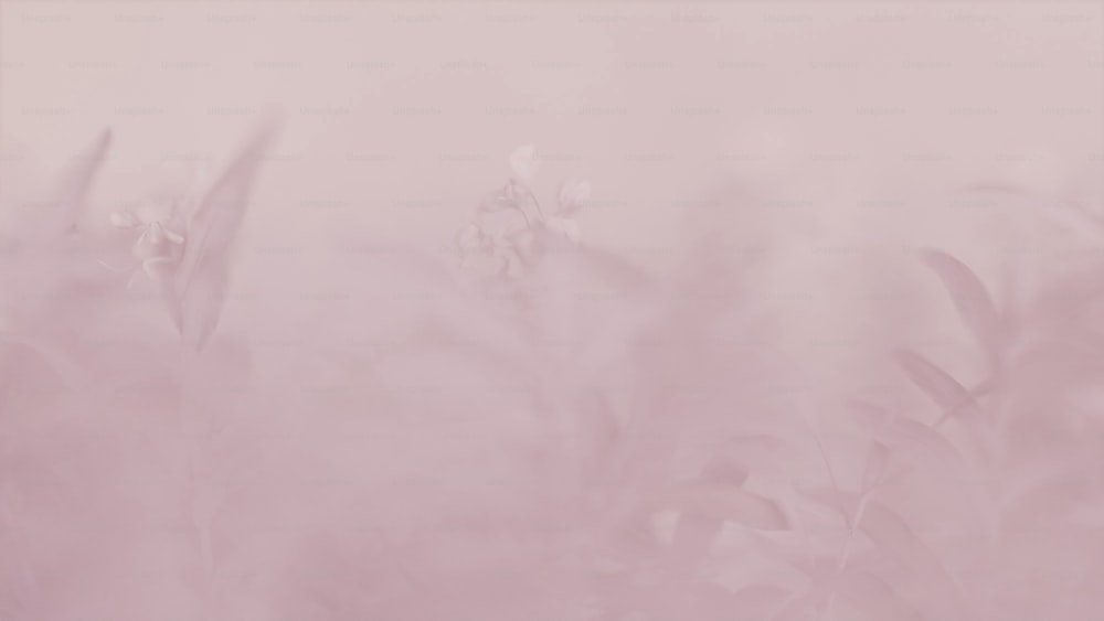 une photo floue d’un fond rose avec des fleurs