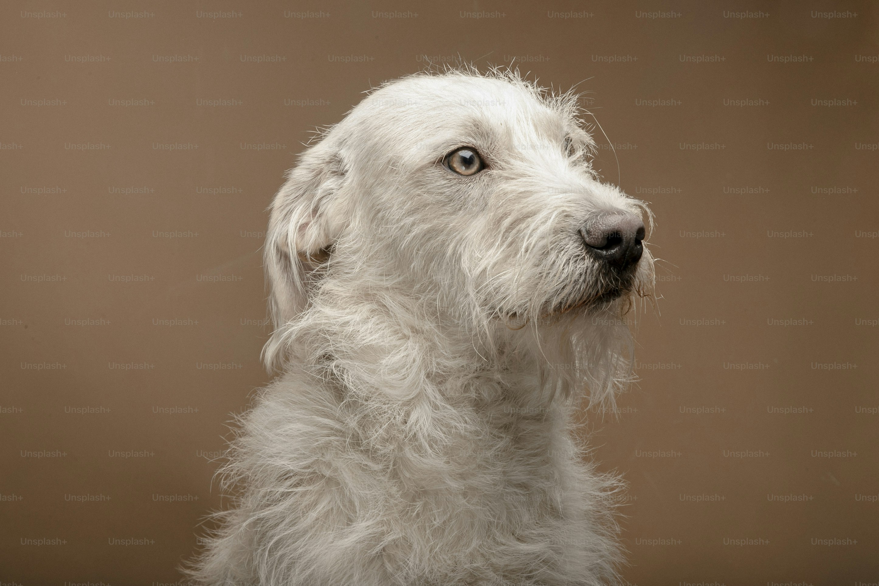 a close up of a white dog with a brown background
