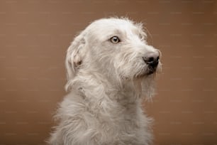 a close up of a white dog with a brown background