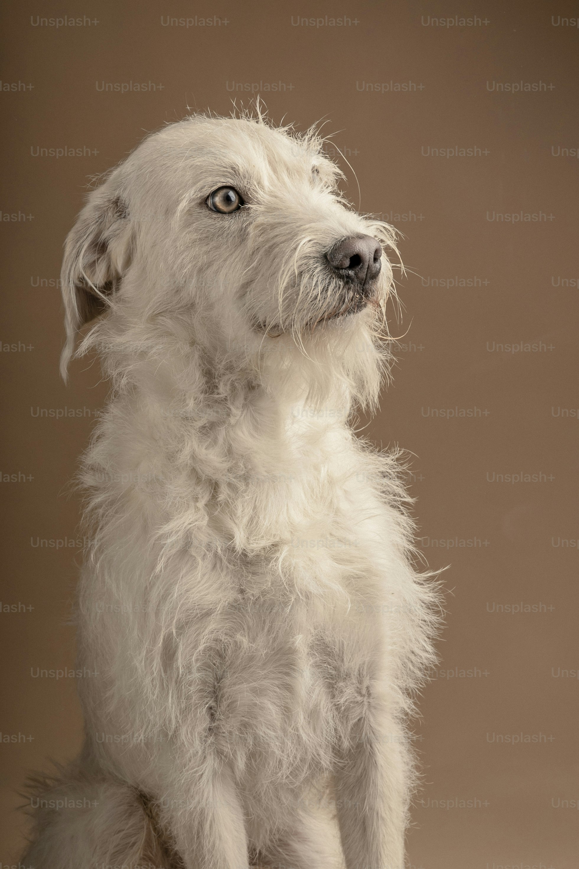 un petit chien blanc assis sur une table
