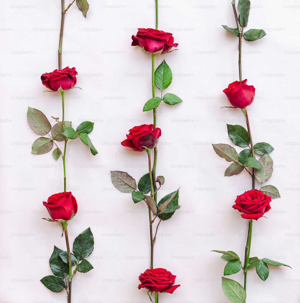 a group of red roses on a white background