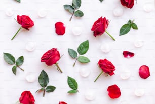 um monte de rosas vermelhas em uma superfície branca