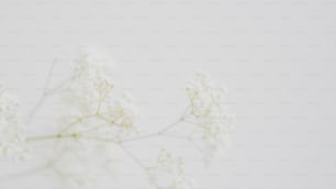 un primo piano di un fiore bianco su sfondo bianco