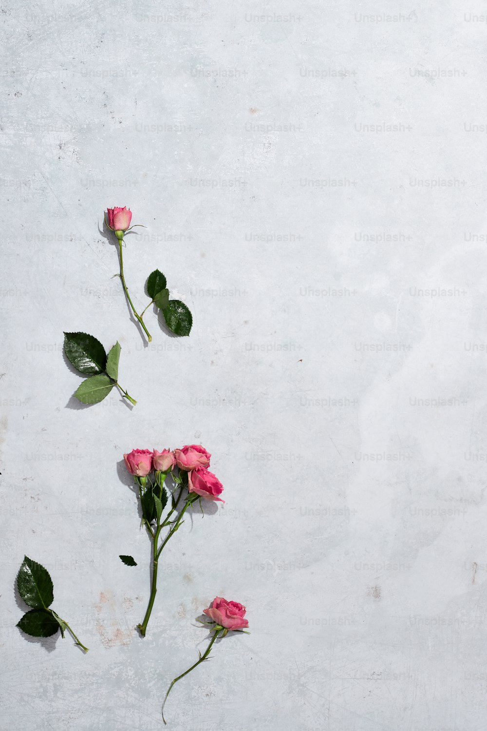 three pink roses with green leaves on a white background