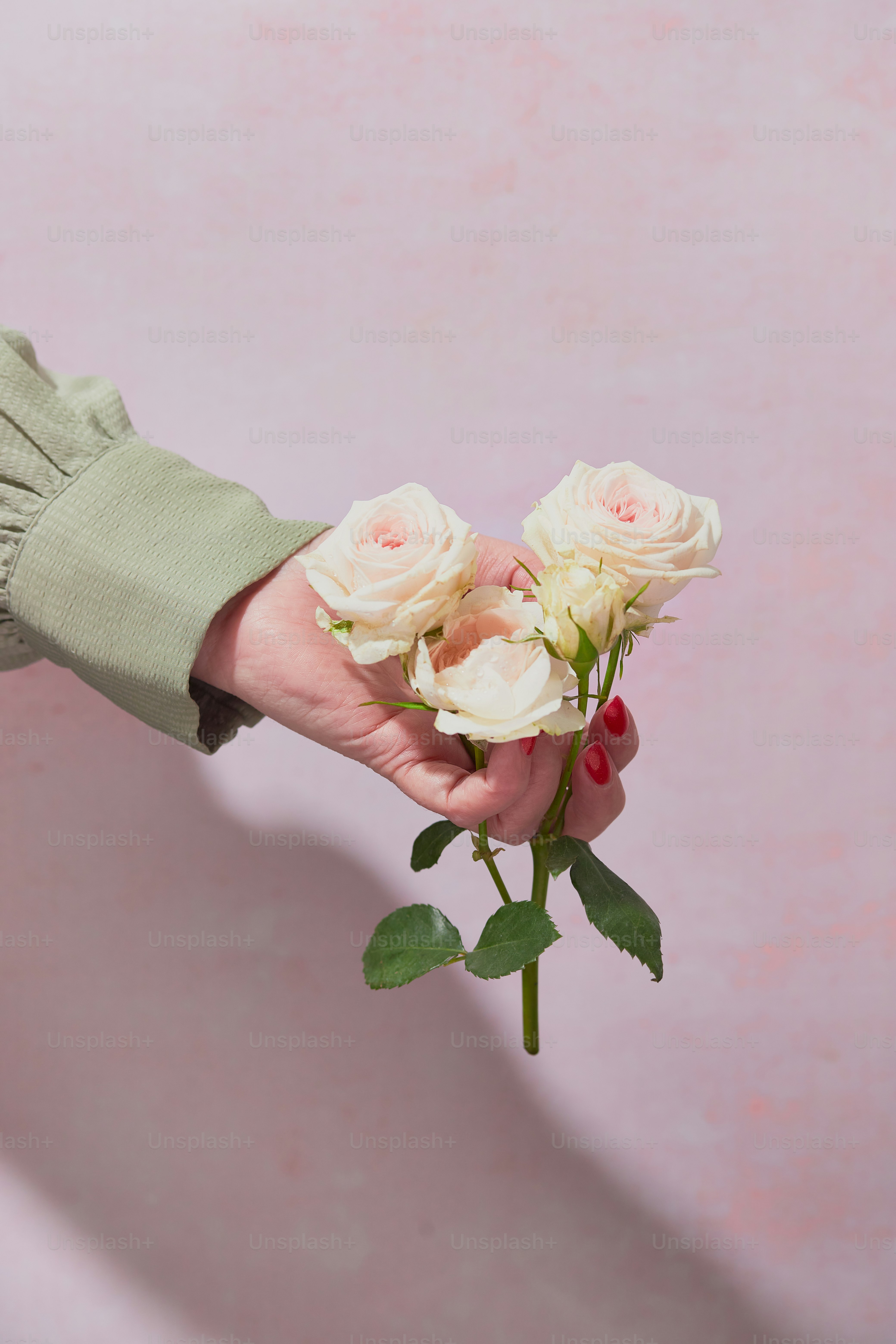 A bunch of pink roses on a white background photo – Pink rose Image on ...