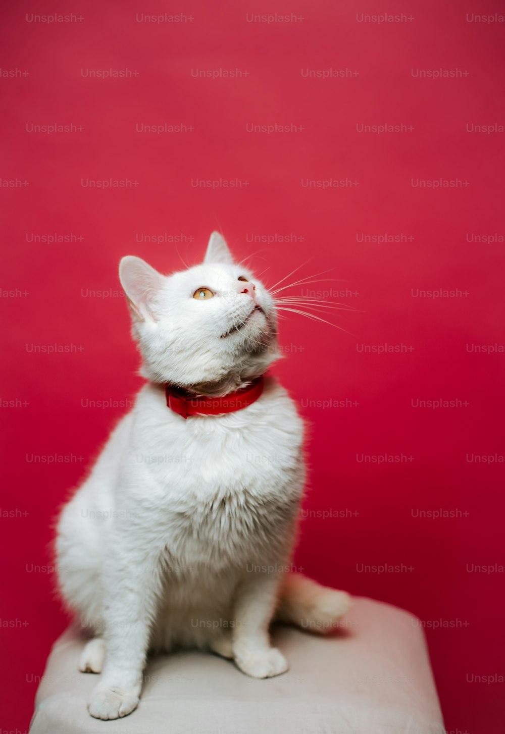 eine weiße Katze mit rotem Halsband, die auf einem Kissen sitzt