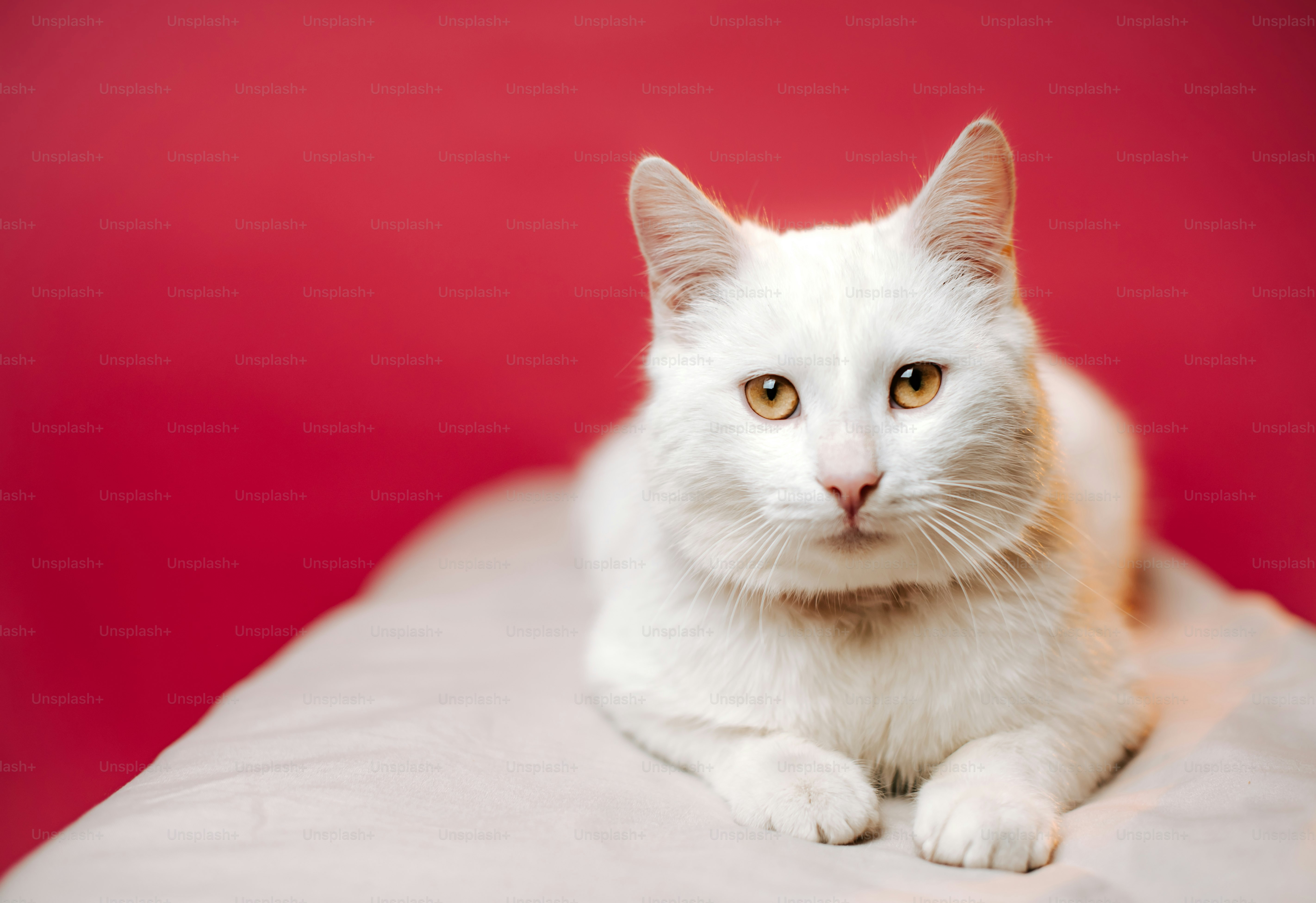Eine Nahaufnahme einer Katze, die auf einem Bett liegt