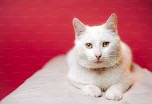 a close up of a cat laying on a bed