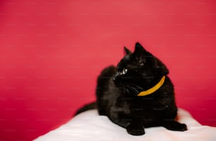 Eine schwarze Katze sitzt auf einem weißen Kissen