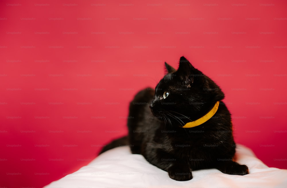 a black cat sitting on top of a white pillow