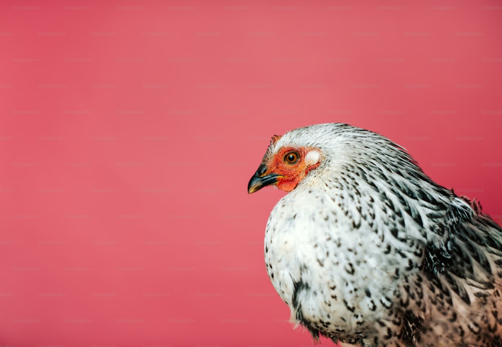 a close up of a bird with a pink background