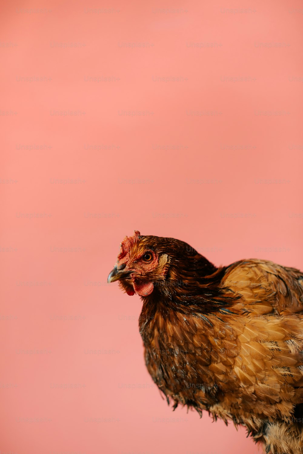 um close up de uma galinha em um fundo rosa