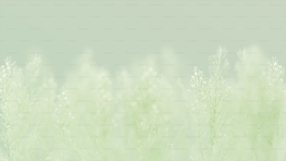 una foto borrosa de un campo de hierba