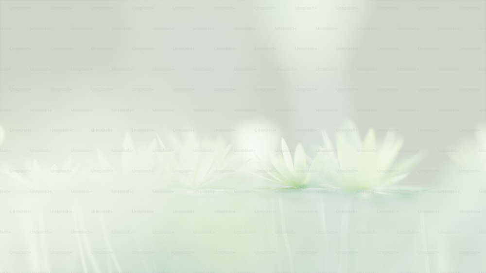 a blurry photo of white flowers on a green background
