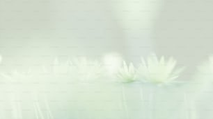 una foto borrosa de flores blancas sobre un fondo verde