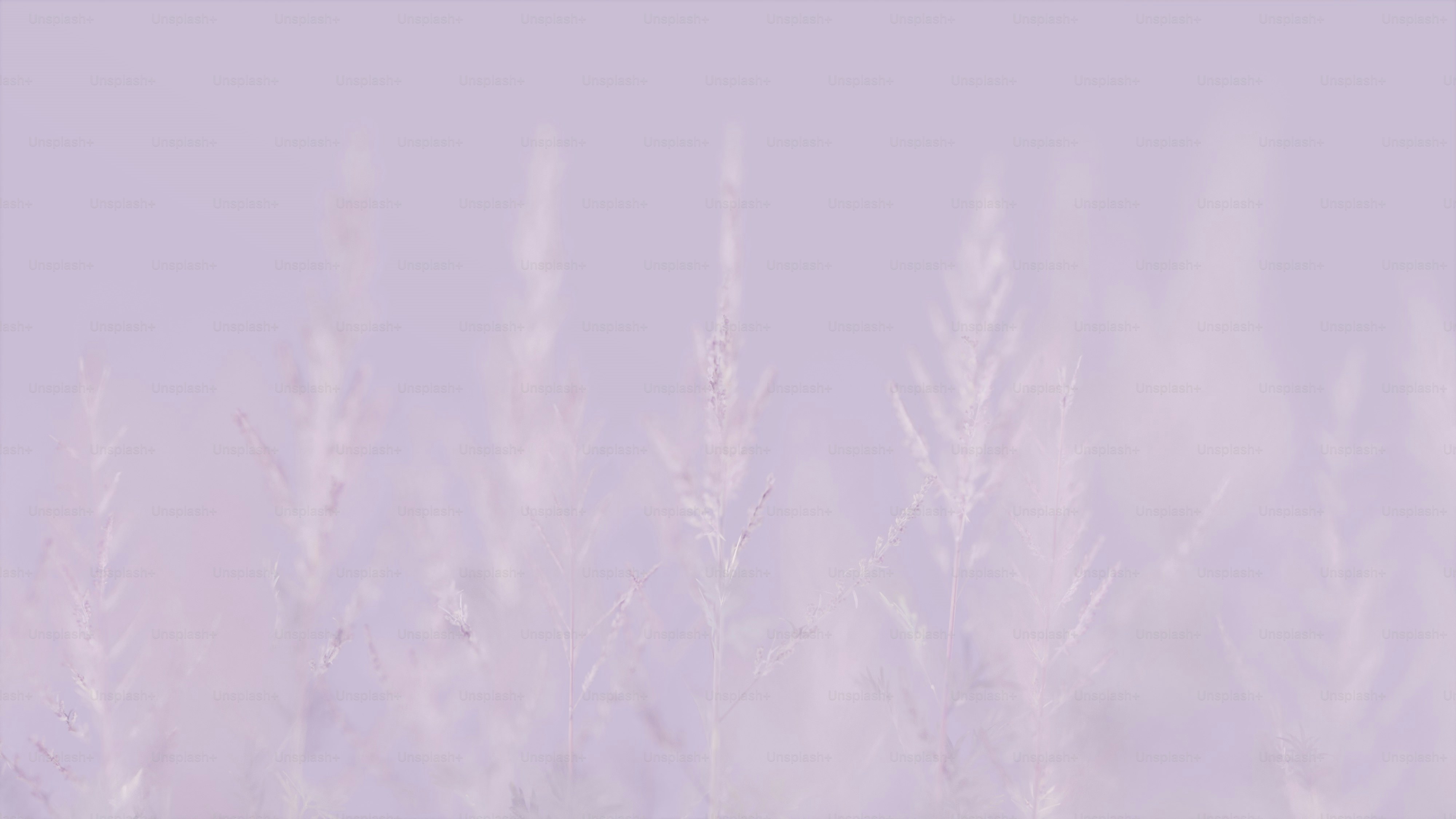 a blurry photo of a field of tall grass