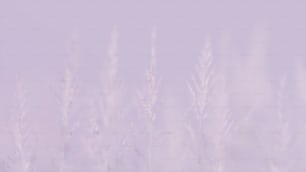 Una foto borrosa de un campo de hierba alta